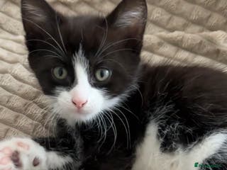 Mixed Breed cats Kittens looking a new home - Advert 12