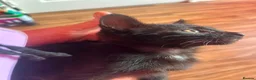 Maine Coon cats for sale: Maine coon x  - Advert 6