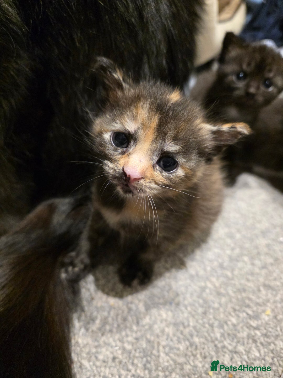 British Longhair cats for sale: 7 kittens boys and girls. British longhair cross  - Image 26