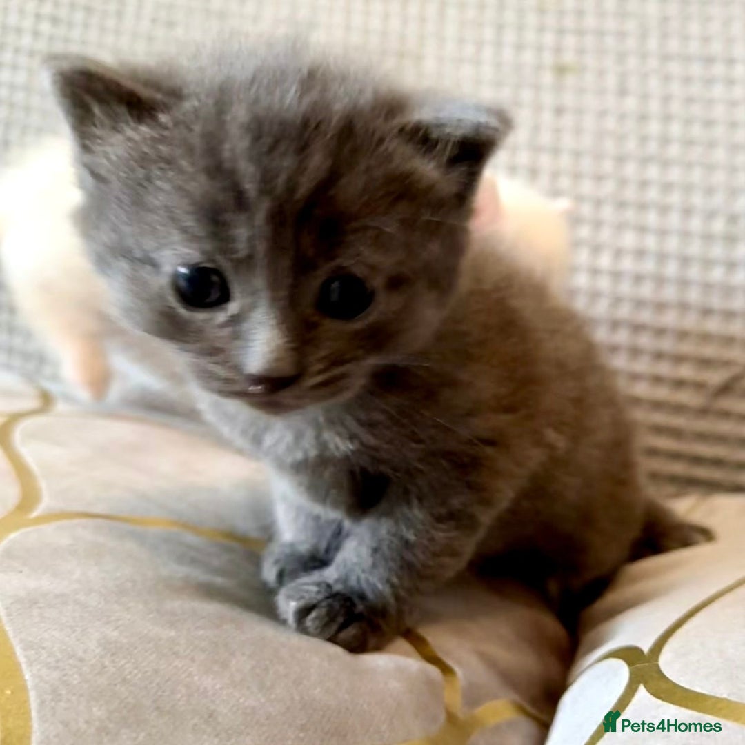 Mixed Breed cats for sale: 4 Lovely Kittens Almost Ready For Adoption - Advert 12