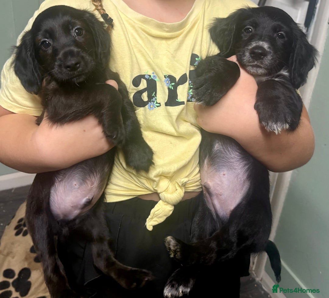 Cocker Spaniel dogs for sale: cockerspaniels  - Image 13