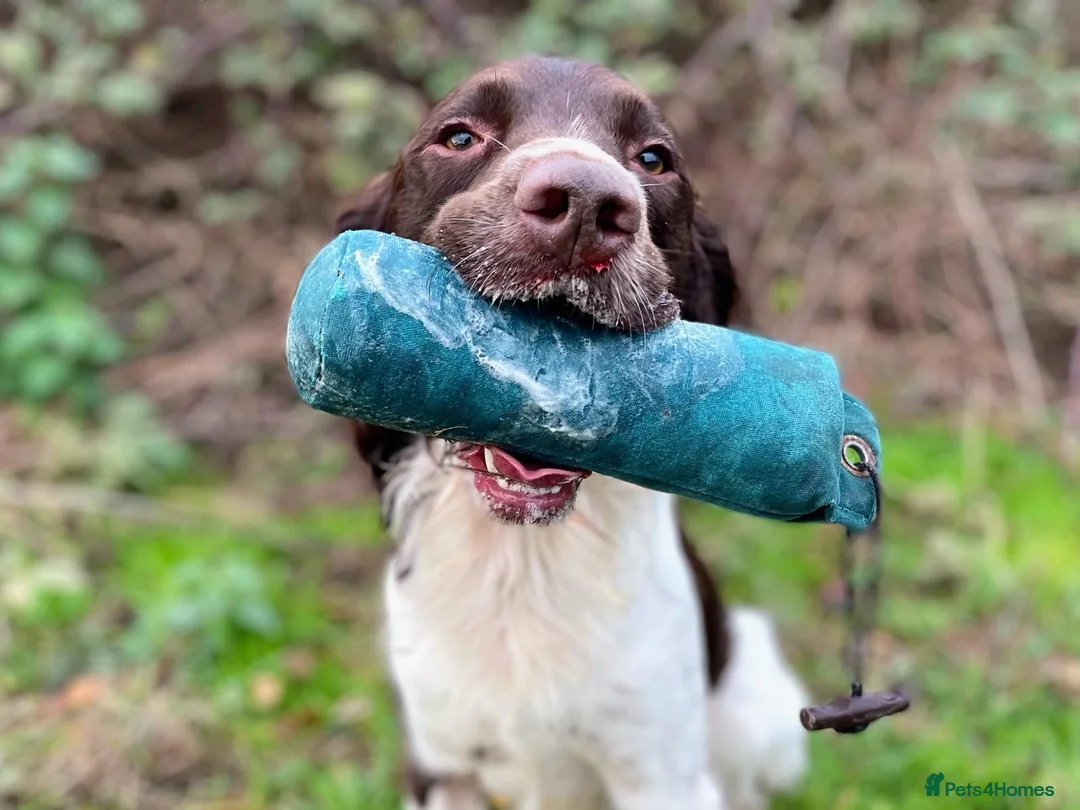 English Springer Spaniel dogs for stud: COI 5.9% English Springer Spaniel STUD  in Clacton-on-Sea - Advert 9