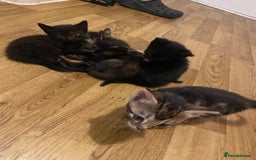 Bengal cats for sale: 7 adorable bengal/tort kitties available now!  - Image 16