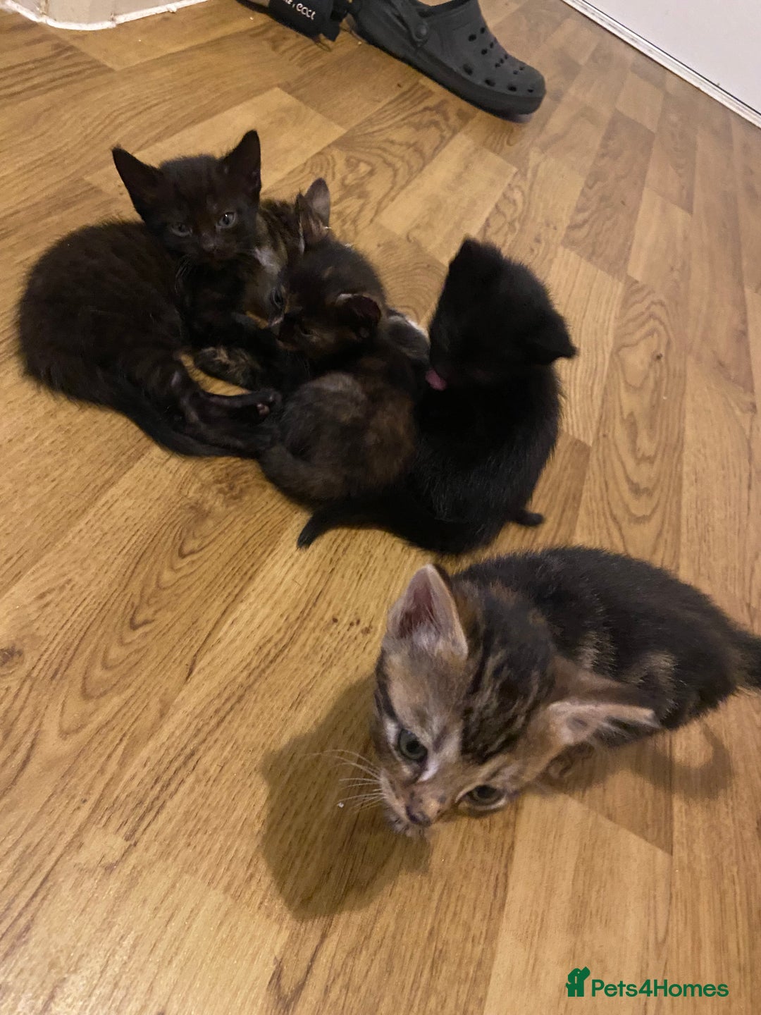 Bengal cats for sale: 7 adorable bengal/tort kitties available now!  - Image 16
