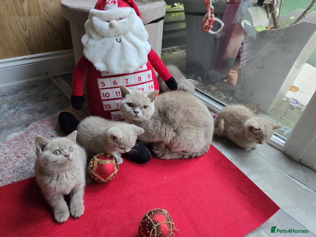 British Shorthair cats for sale: British shorthair  - Advert 2