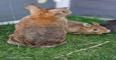 Netherland Dwarf rabbits - Advert 3