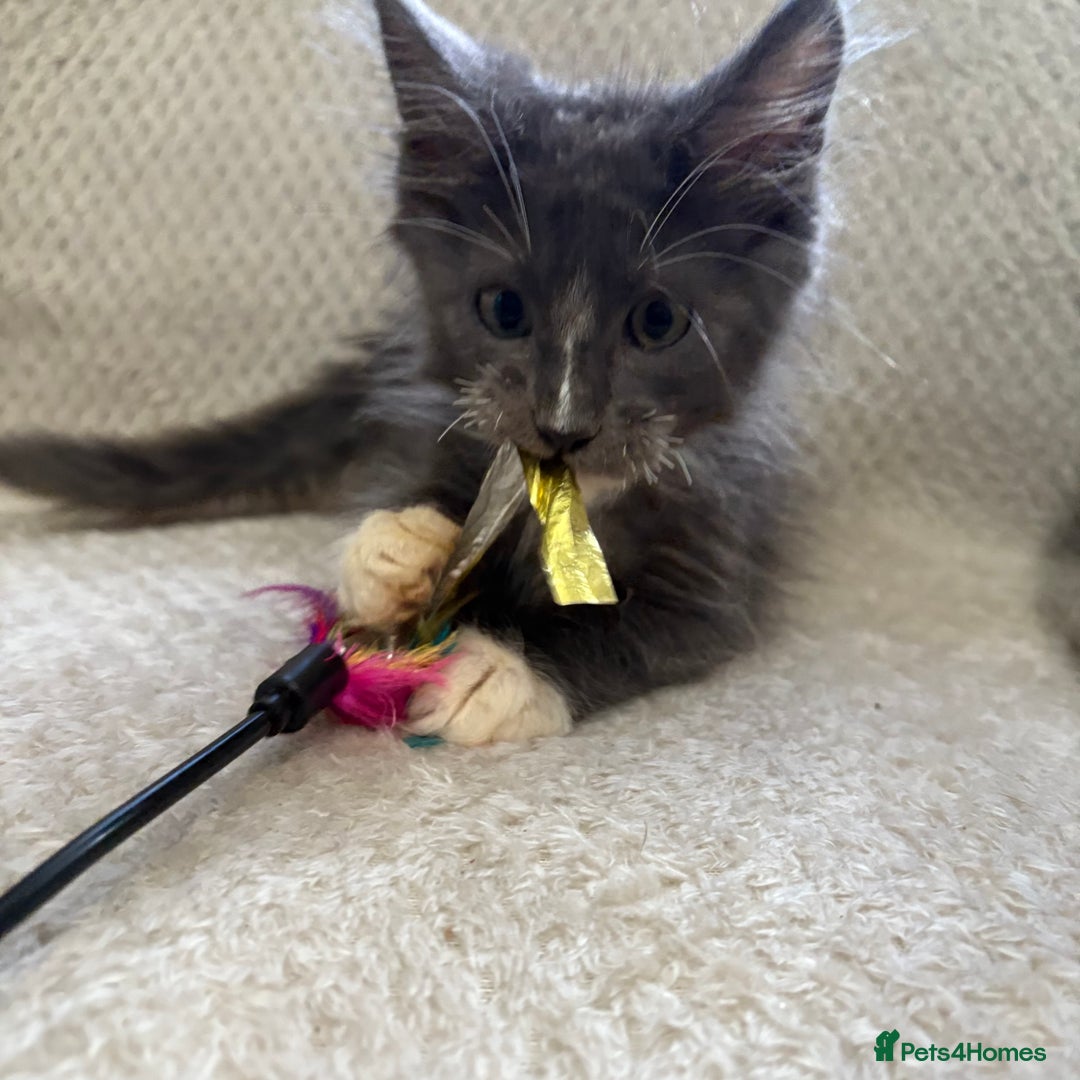 Maine Coon cats for sale: Reduced Pedigree GCCF registered kitten 1.6kg - Image 19