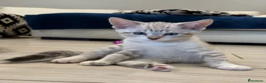 Bengal 4