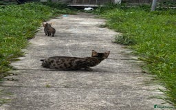 Mixed Breed cats for sale: Bengal kittens/mum bengal  - Image 10