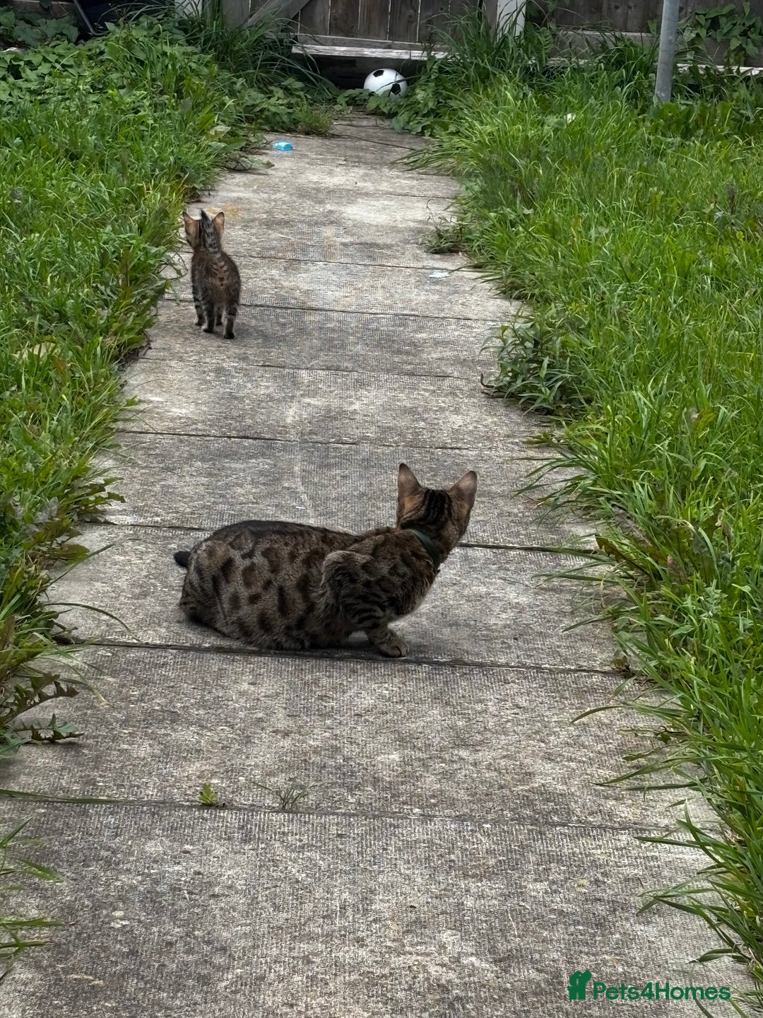 Mixed Breed cats for sale: Bengal kittens/mum bengal  - Image 10