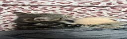 Bengal cats for sale: 13 week old lost and found kitten boy  in Cardiff - Advert 8