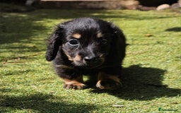 Dachshund dogs for sale: Mini Long Haired Dachshund Boys - Image 5