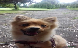 Pomeranian dogs for sale: Sweet, Playful “Stacy”  looks for her next home - Image 7