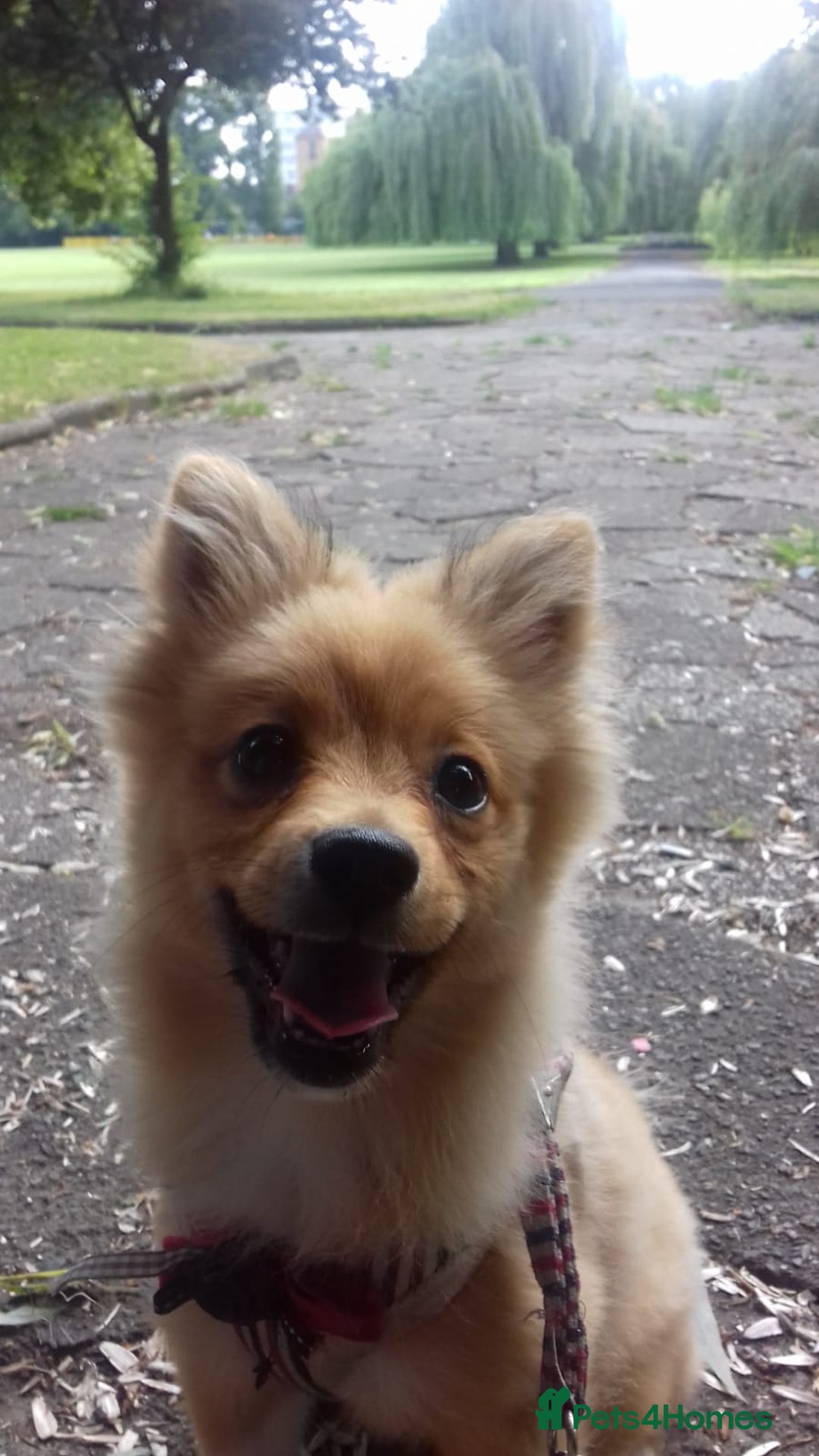 Pomeranian dogs for sale: Sweet, Playful “Stacy”  looks for her next home - Image 7