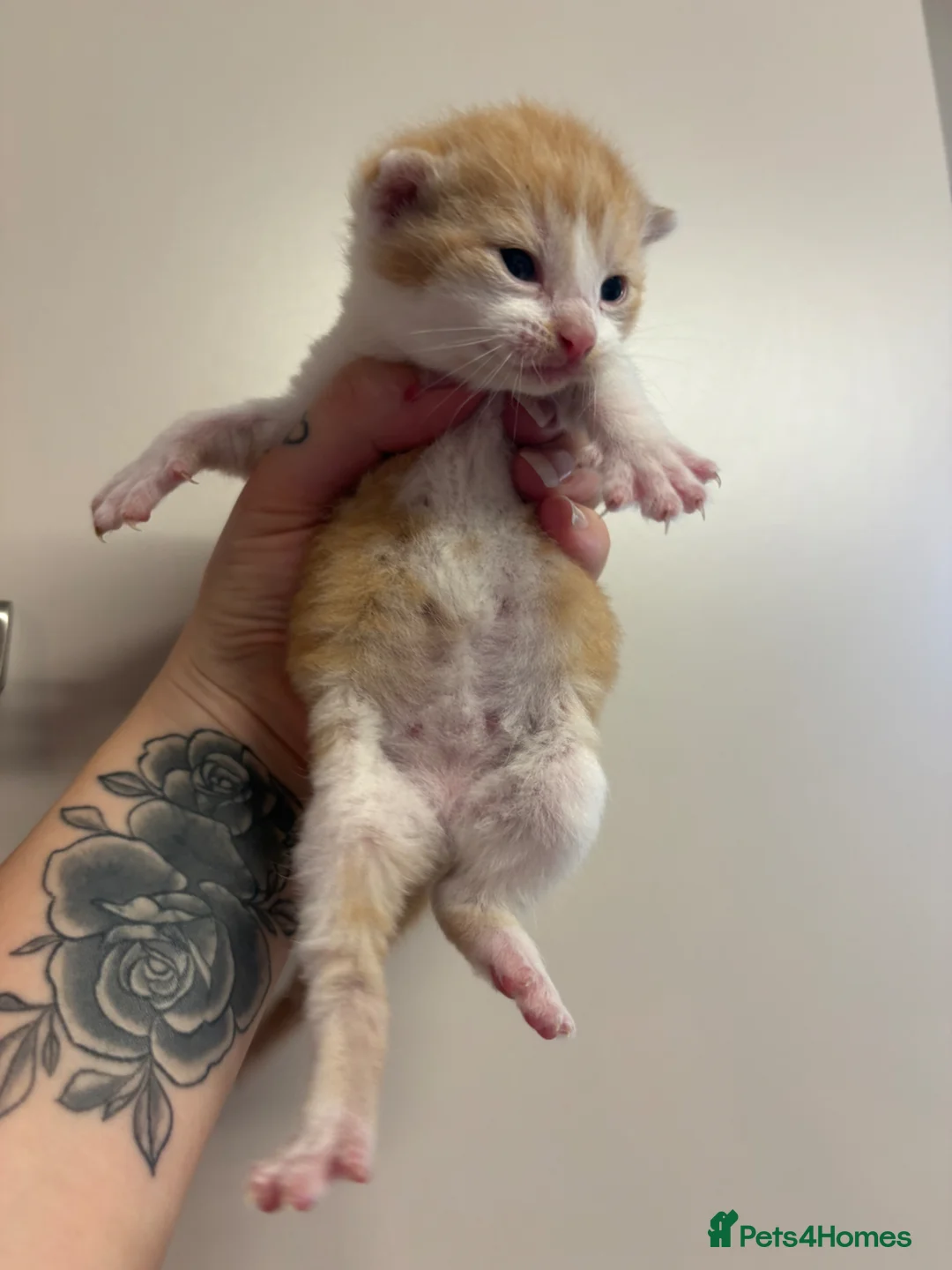 Mixed Breed cats for sale: 3 Beautiful kittens - Advert 11