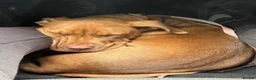 Mixed Breed dogs for sale: Mixed breed pup for sale, 7 month old Esmai   in Tamworth - Advert 2