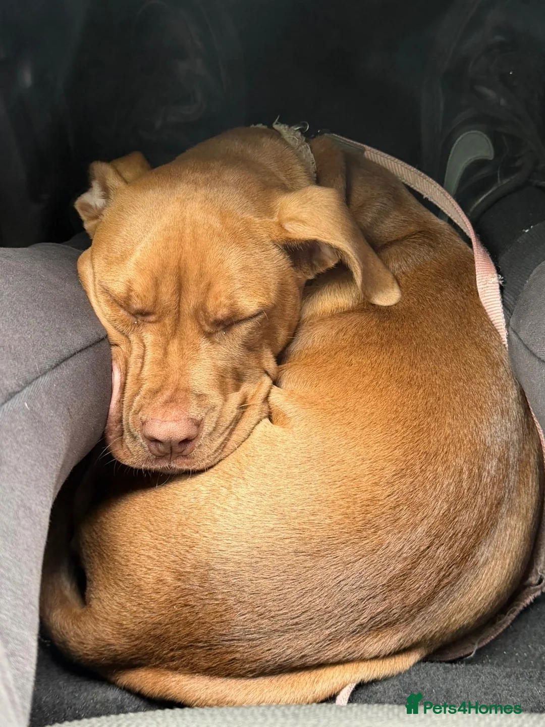 Mixed Breed dogs for sale: Mixed breed pup for sale, 7 month old Esmai   in Tamworth - Advert 2