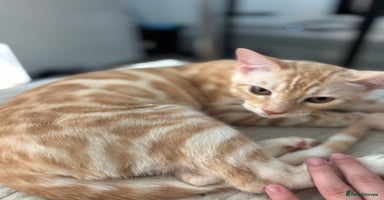 Bengal cats - Advert 15