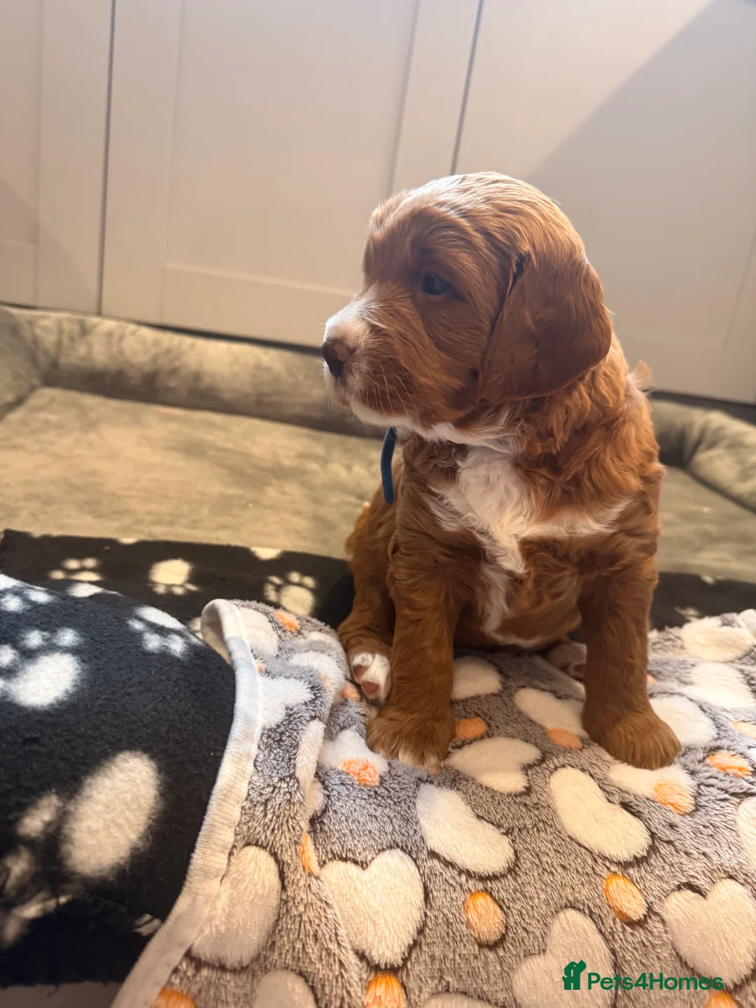 Labradoodle dogs for sale: Beautiful Labradoodle Puppies Available 🐾 - Advert 14