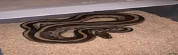 Python Snake reptiles for sale: Ball pythons  - Advert 11