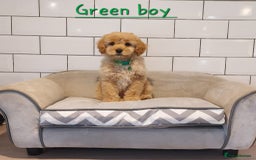 Cavachon dogs for sale: Cavapoochon’s boy and girl - Advert 1