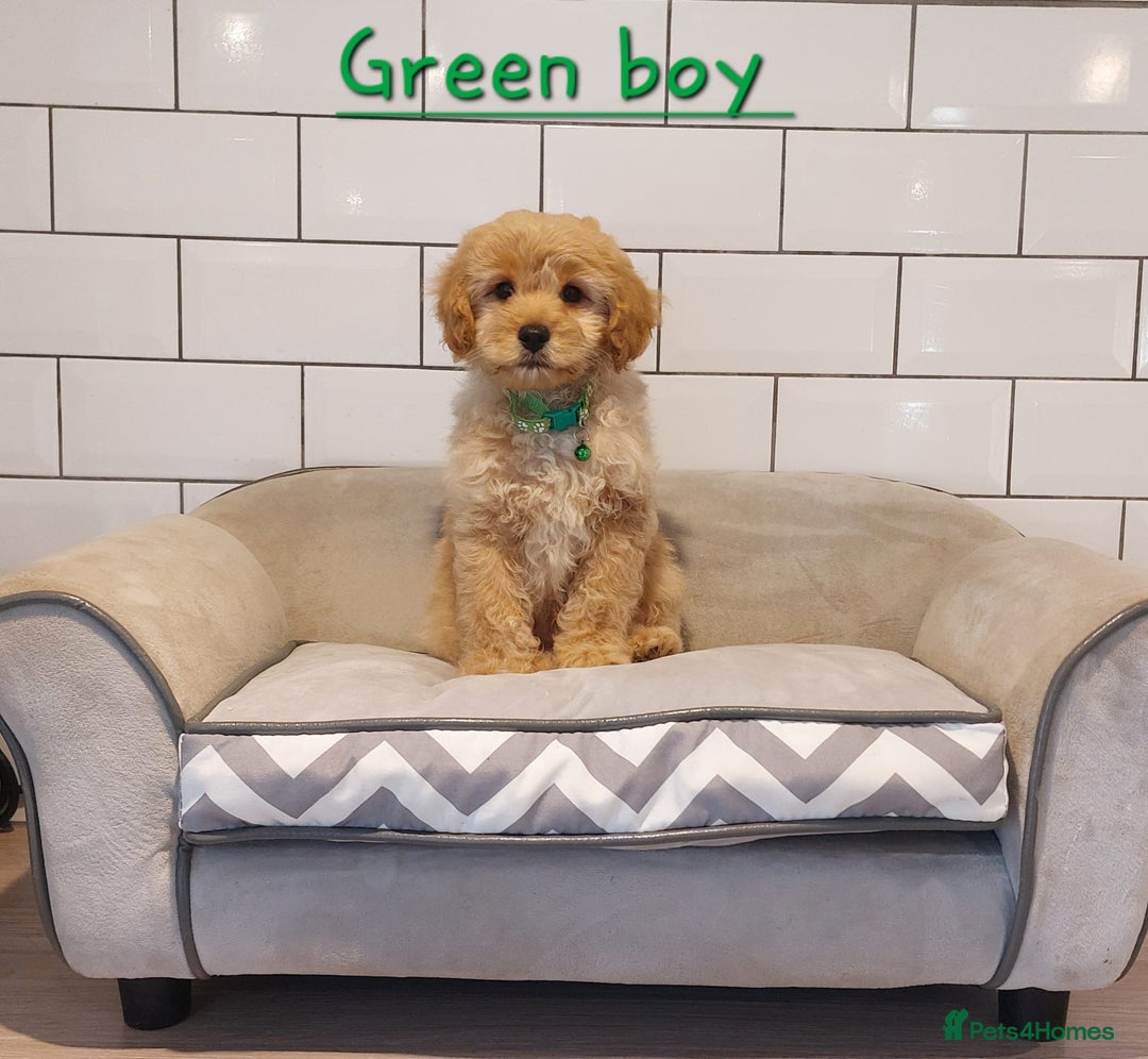 Cavachon dogs for sale: Cavapoochon’s boy and girl - Advert 1