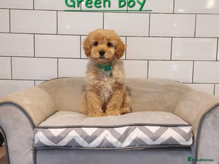 Cavachon dogs Cavapoochon’s boy and girl - Advert 4