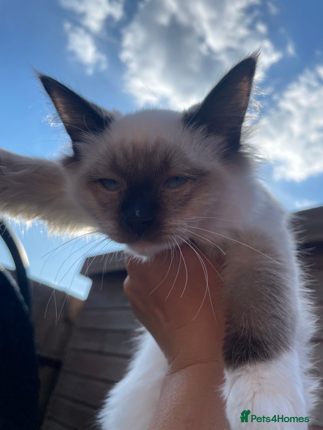 Ragdoll cats for sale: X3 Ragdolls (Flame point, bicolour and seal point) - Image 10
