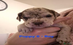 Mixed Breed dogs for sale: Cockerbull Puppies - Image 17