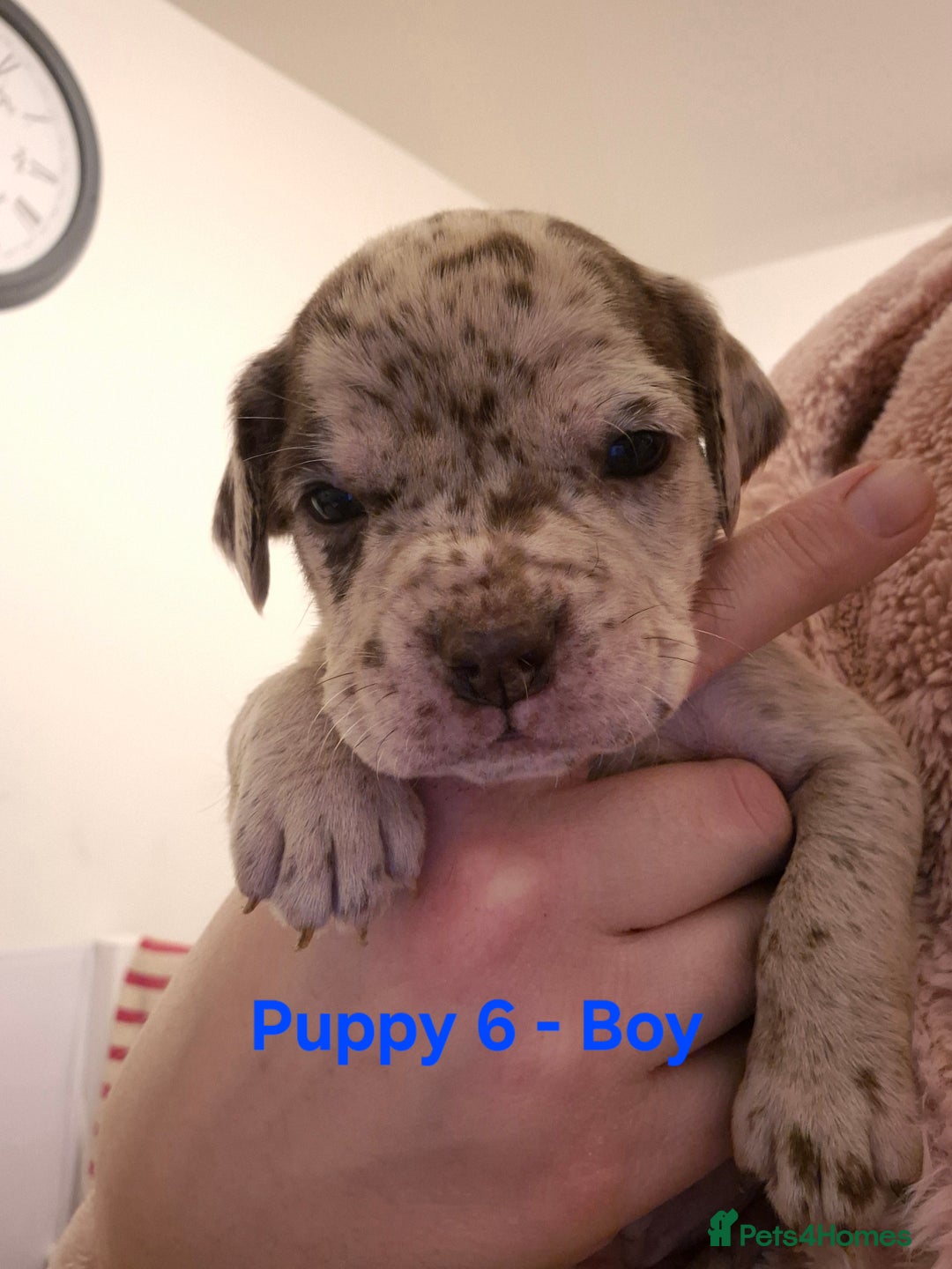 Mixed Breed dogs for sale: Cockerbull Puppies - Image 17