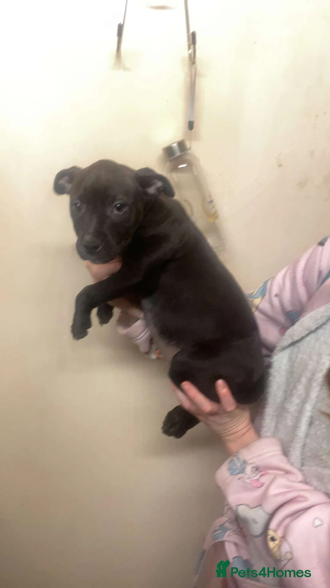 Staffordshire Bull Terrier dogs for sale: Beautiful Staffies pups  - Advert 25