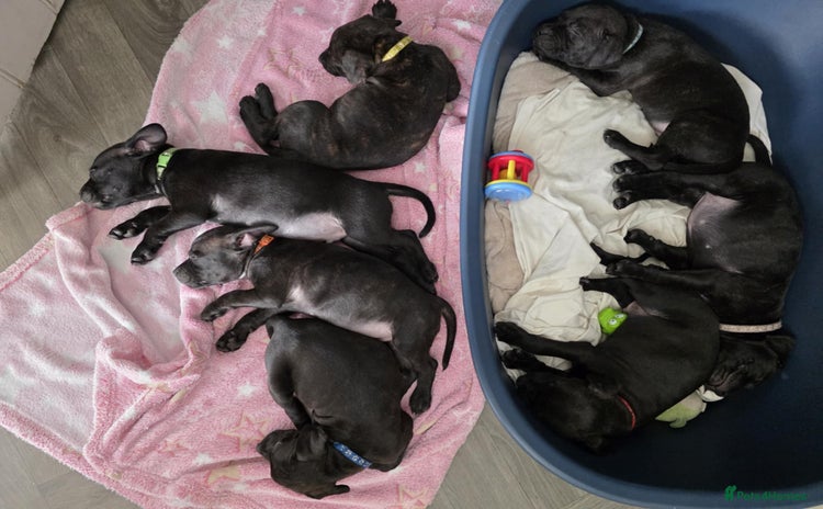 Staffordshire Bull Terrier dogs - Advert 1