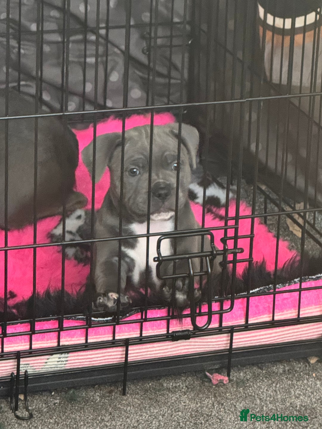 Staffordshire Bull Terrier dogs for sale: Amazing blue Staffordshire bull terrier puppies  in Stoke-on-Trent - Image 6
