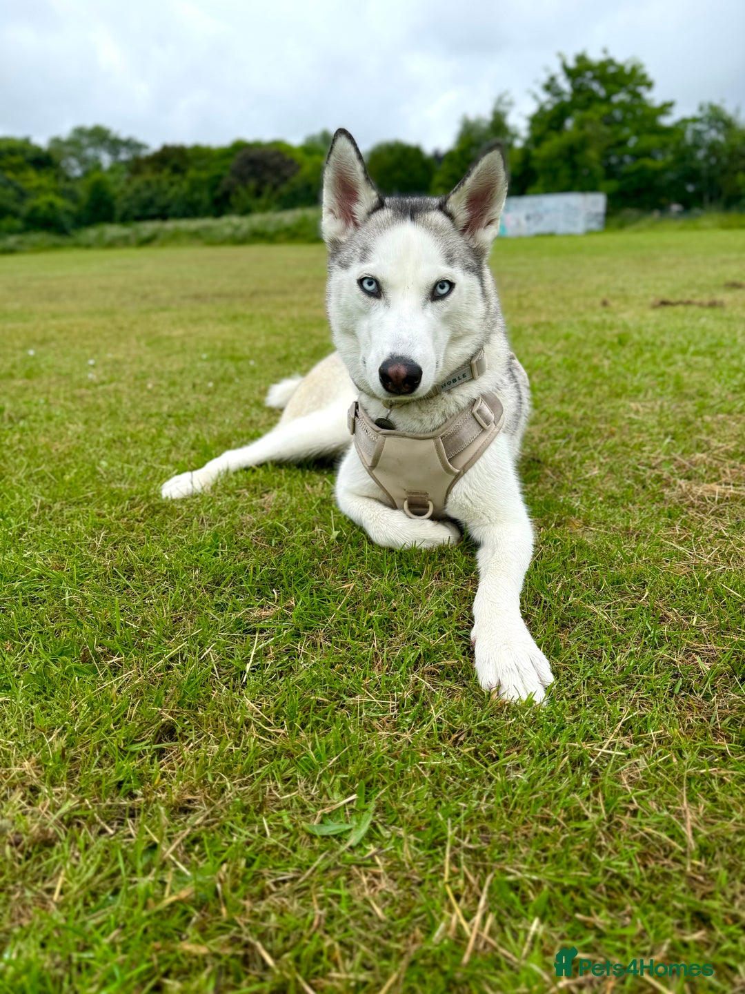 Siberian Husky dogs for sale: Siberian Husky Stormy - 2 years old  - Advert 18