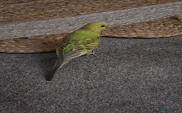 Budgerigars birds for sale: 2 friendly budgies - Advert 8