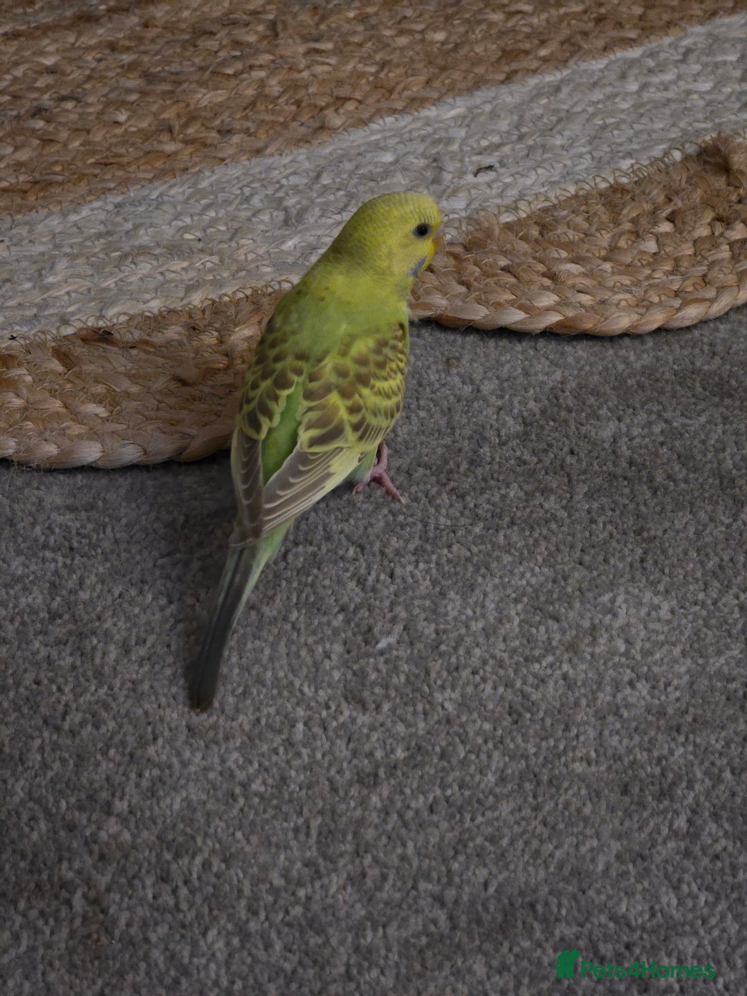 Budgerigars birds for sale: 2 friendly budgies - Advert 8
