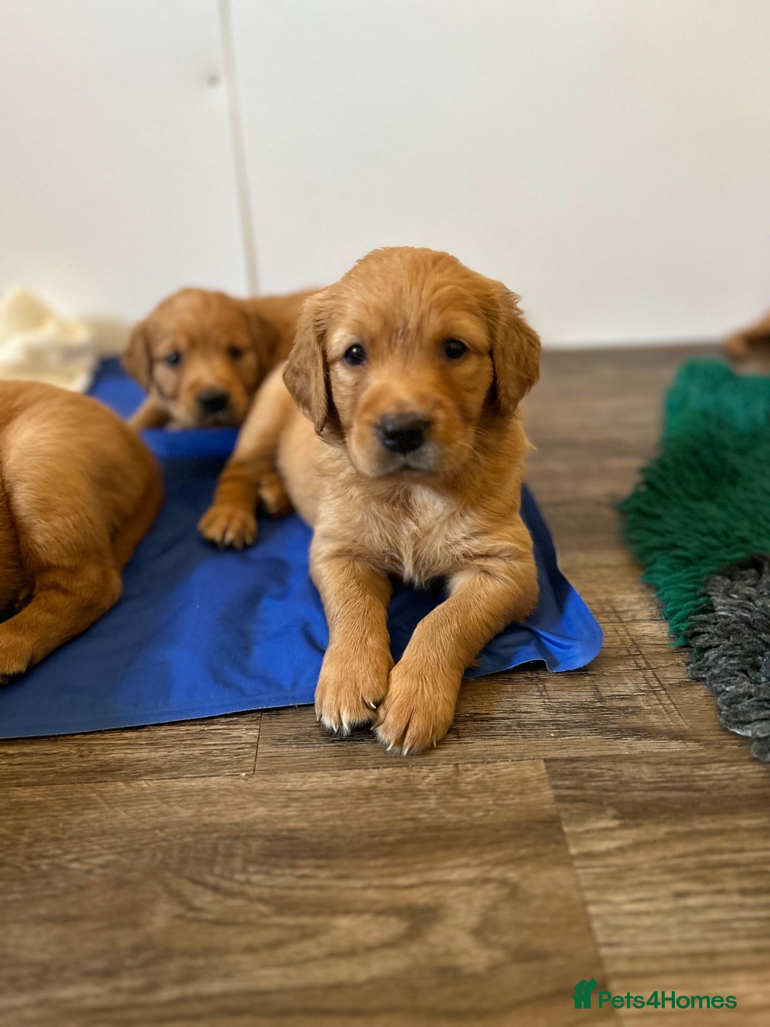 Golden Retriever dogs Beautiful litter of dark red golden retriever pups - Advert 1