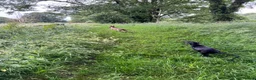 Whippet dogs for sale: Gorgeous family dogs looking for loving homes  - Advert 11