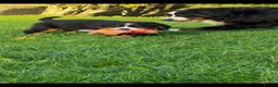 Bernese Mountain Dog dogs for sale: Bernese Mountain Dog Puppies  in Castlewellan - Advert 3