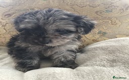 Jackapoo dogs for sale: ***READY NOW*** Gorgeous Jackapoo puppies - Image 15