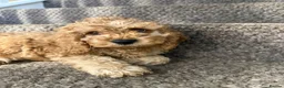 Cockapoo dogs for sale: Three beautiful cockapoo puppies  in Llanelli - Advert 12