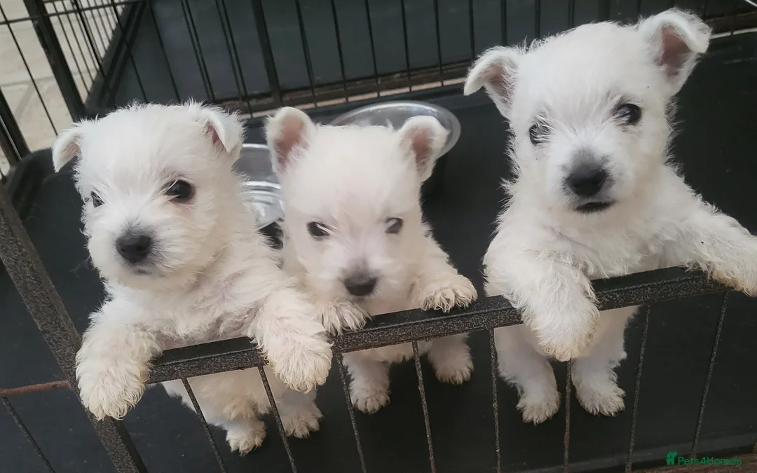 West Highland Terrier dogs for sale: Westie pups - Advert 1