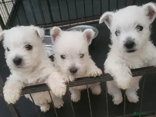 West Highland Terrier dogs Westie pups - Advert 7