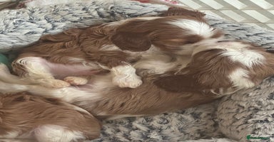 Cavalier King Charles Spaniel dogs - Advert 9