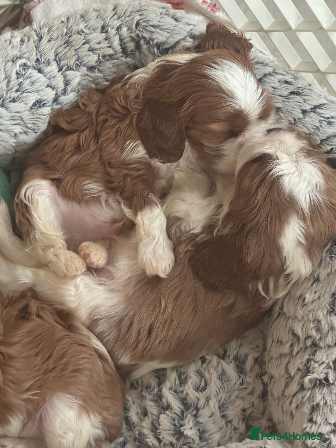Cavalier King Charles Spaniel dogs for sale: Pedigree King Charles cavaliers - Image 3