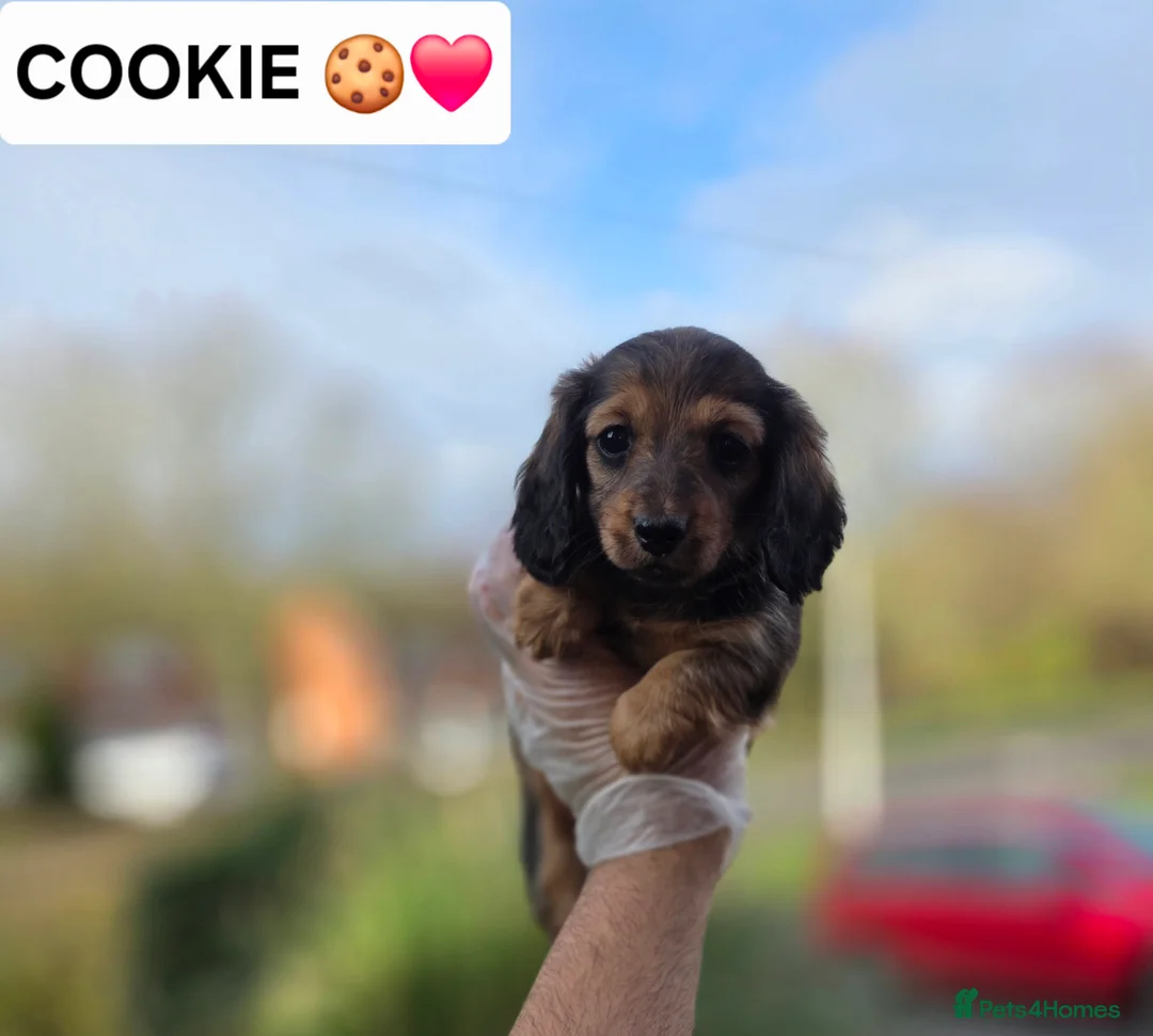 Miniature Dachshund dogs for sale: LONG HAIRED MINIATURE DACHSHUND'S LITTER ❤️❤️ - Advert 5