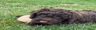 Cockapoo Puppy 1