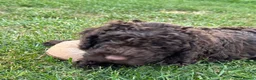 Cockapoo dogs for sale: READY NOW STUNNING CURLY CHOCOLATE MALE - Advert 15