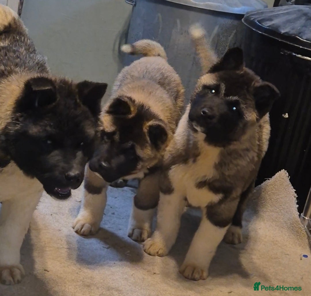 Akita dogs AMERICAN AKITA FEMALES BLACK MASK BEARS - Advert 2