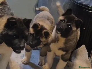 Akita dogs AMERICAN AKITA FEMALES BLACK MASK BEARS - Advert 2